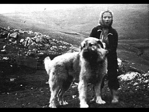 „Леле сл'нце леле глава“